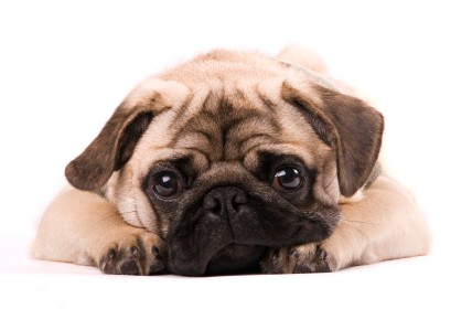 Puppy Home Visit Package