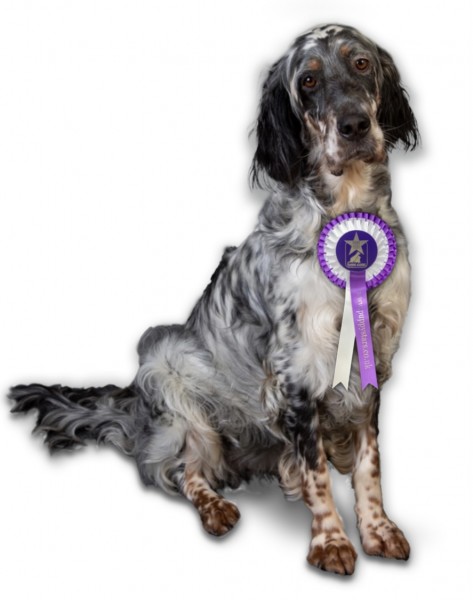 Puppy Intermediate - Wendover - with Nick