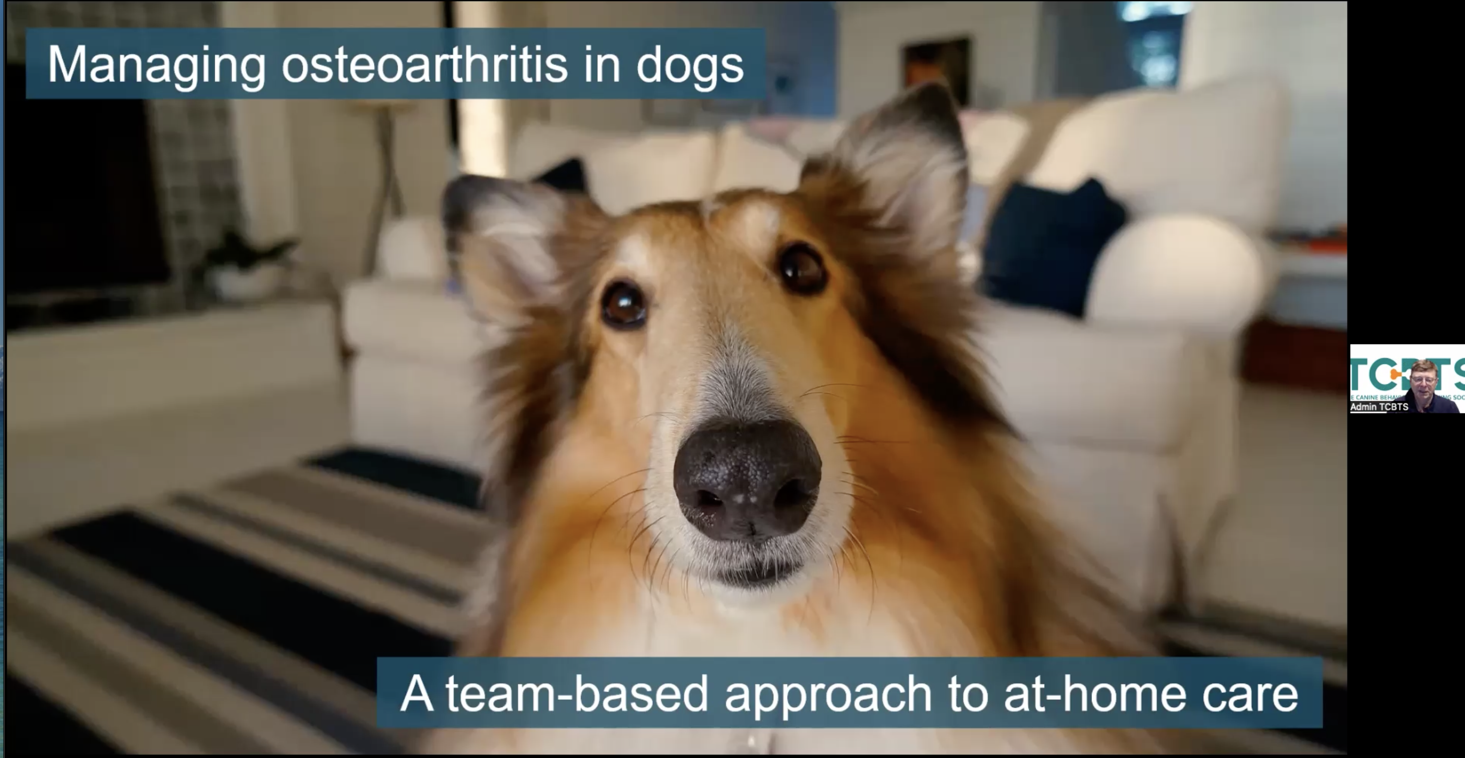 Puppy Stars Webinar